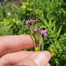 Dianthus armeria — foto 2 de 2 da observação 124635525 no iNaturalist