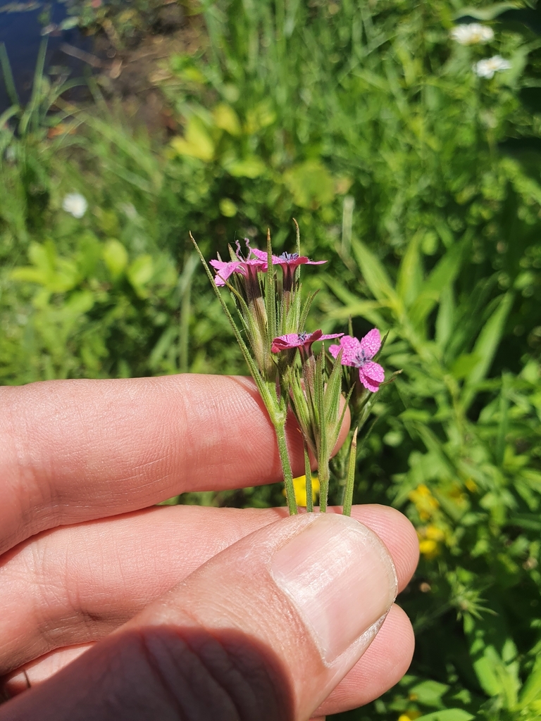 Dianthus armeria — foto 2 de 2 da observação 124635525 no iNaturalist
