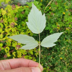 Rubus occidentalis — foto 2 de 4 da observação 125112772 no iNaturalist