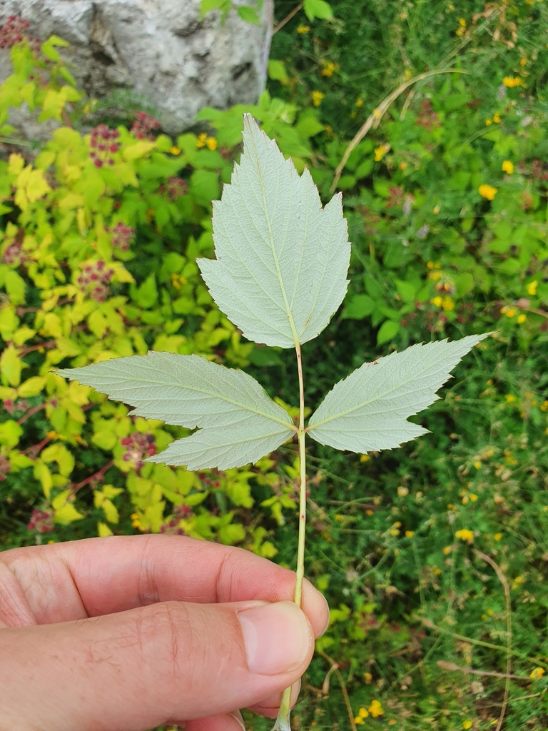 Rubus occidentalis — foto 2 de 4 da observação 125112772 no iNaturalist