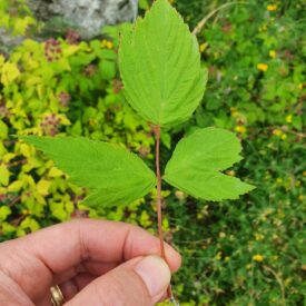 Rubus occidentalis — foto 3 de 4 da observação 125112772 no iNaturalist