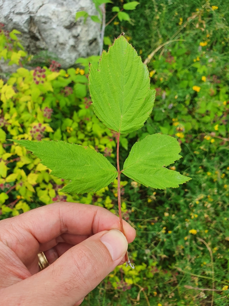Rubus occidentalis — foto 3 de 4 da observação 125112772 no iNaturalist