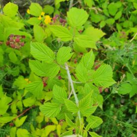 Rubus occidentalis — foto 4 de 4 da observação 125112772 no iNaturalist