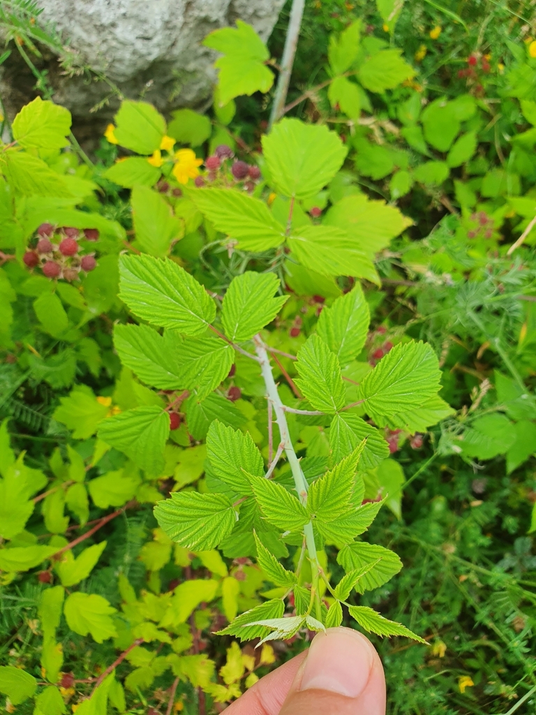Rubus occidentalis — foto 4 de 4 da observação 125112772 no iNaturalist