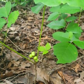 Toxicodendron rydbergii — foto 2 de 2 da observação 125112839 no iNaturalist