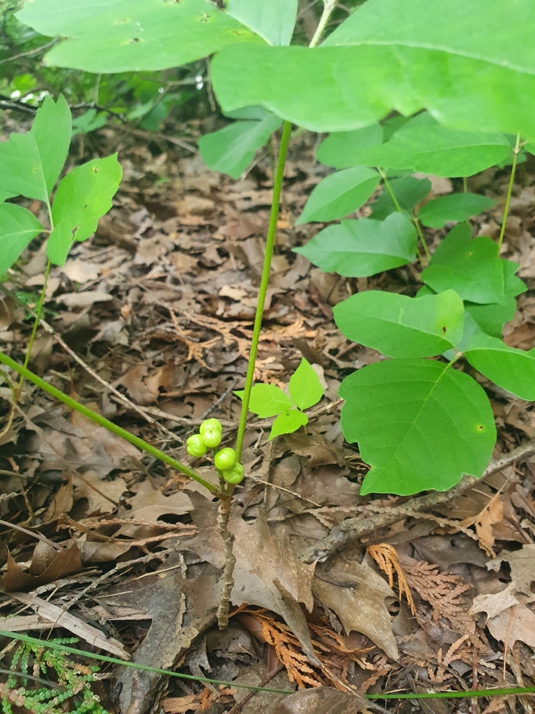 Toxicodendron rydbergii — foto 2 de 2 da observação 125112839 no iNaturalist