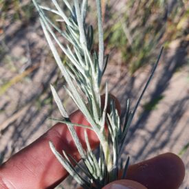 Artemisia campestris — foto 2 de 2 da observação 125113069 no iNaturalist