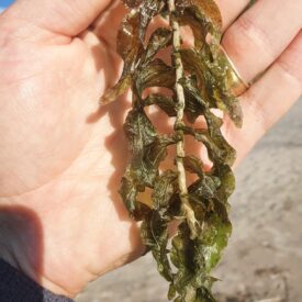 Potamogeton richardsonii — foto 2 de 2 da observação 125113237 no iNaturalist