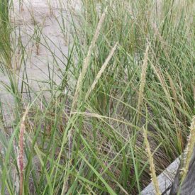Calamagrostis breviligulata — foto 2 de 2 da observação 126421656 no iNaturalist