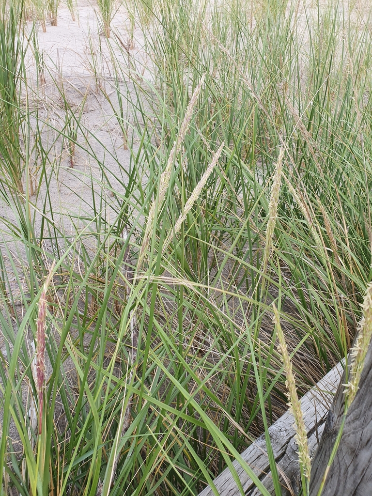 Calamagrostis breviligulata — foto 2 de 2 da observação 126421656 no iNaturalist
