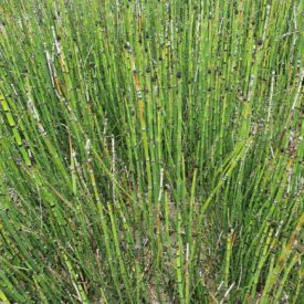 Equisetum — foto 2 de 2 da observação 126832237 no iNaturalist