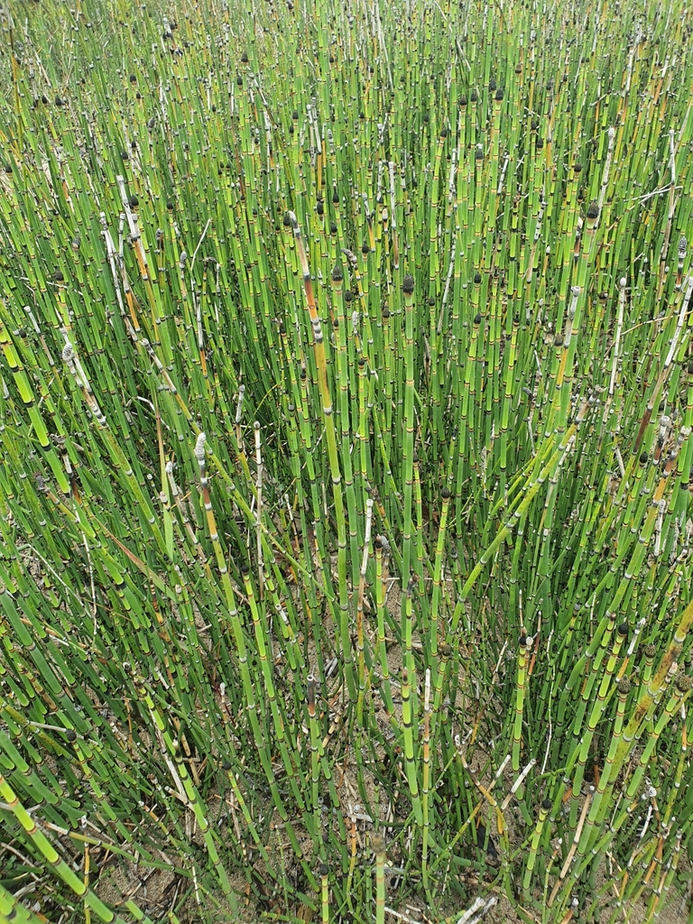 Equisetum — foto 2 de 2 da observação 126832237 no iNaturalist