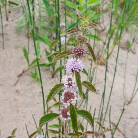 Mentha canadensis — foto 2 de 3 da observação 126832923 no iNaturalist