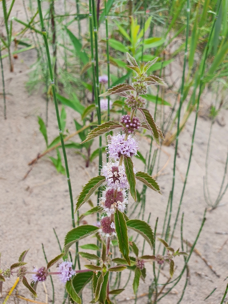 Mentha canadensis — foto 2 de 3 da observação 126832923 no iNaturalist