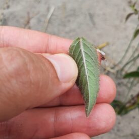 Mentha canadensis — foto 3 de 3 da observação 126832923 no iNaturalist