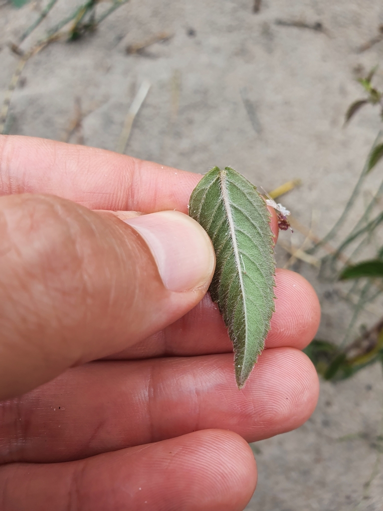 Mentha canadensis — foto 3 de 3 da observação 126832923 no iNaturalist