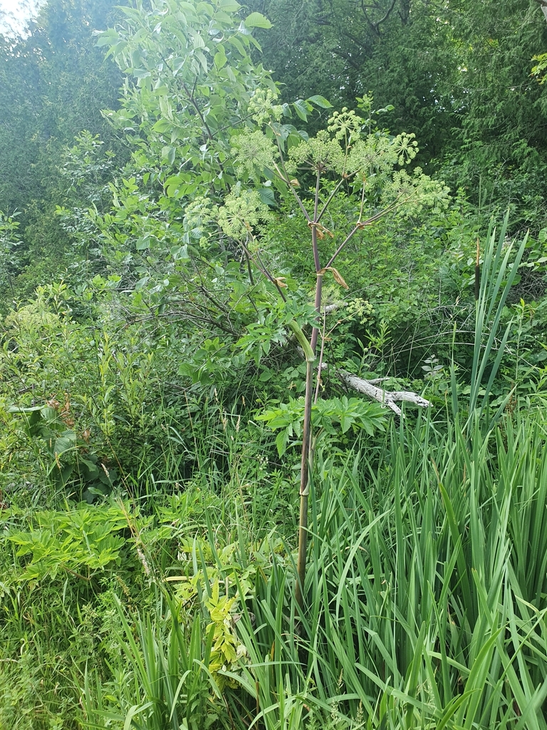 Angelica atropurpurea — foto 3 de 4 da observação 127350875 no iNaturalist