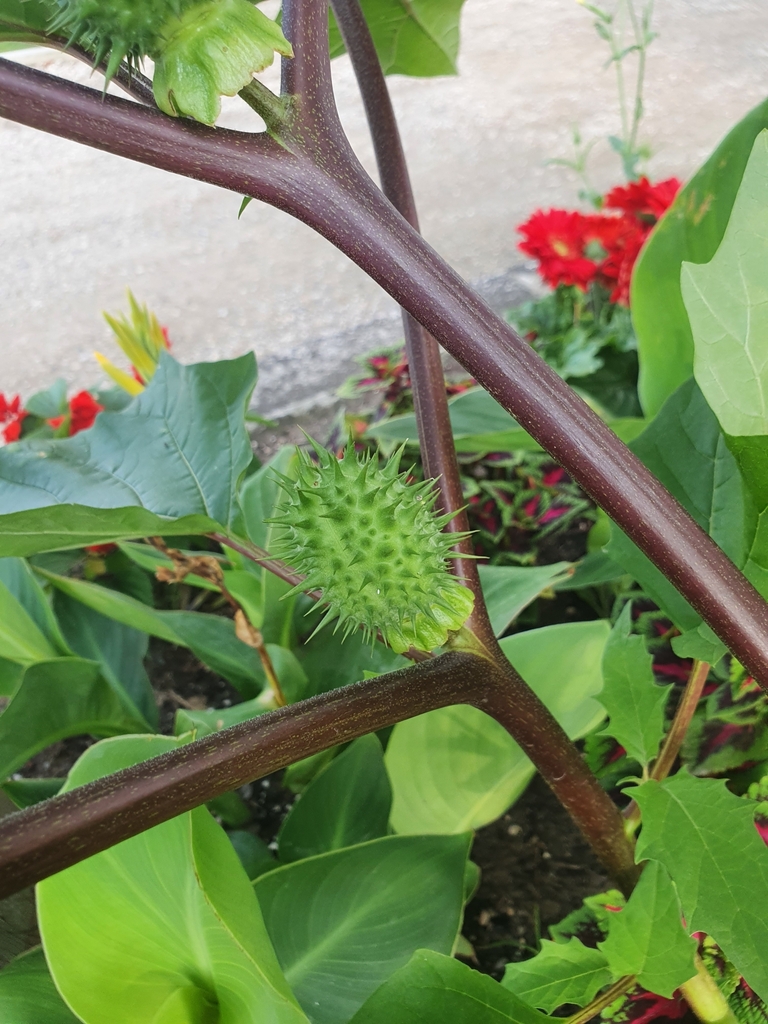 Datura stramonium — foto 2 de 3 da observação 127351068 no iNaturalist