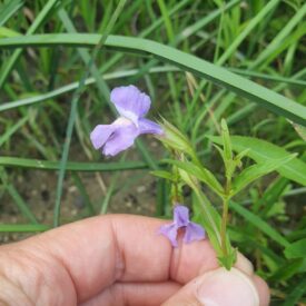 Mimulus ringens — foto 2 de 2 da observação 127370911 no iNaturalist