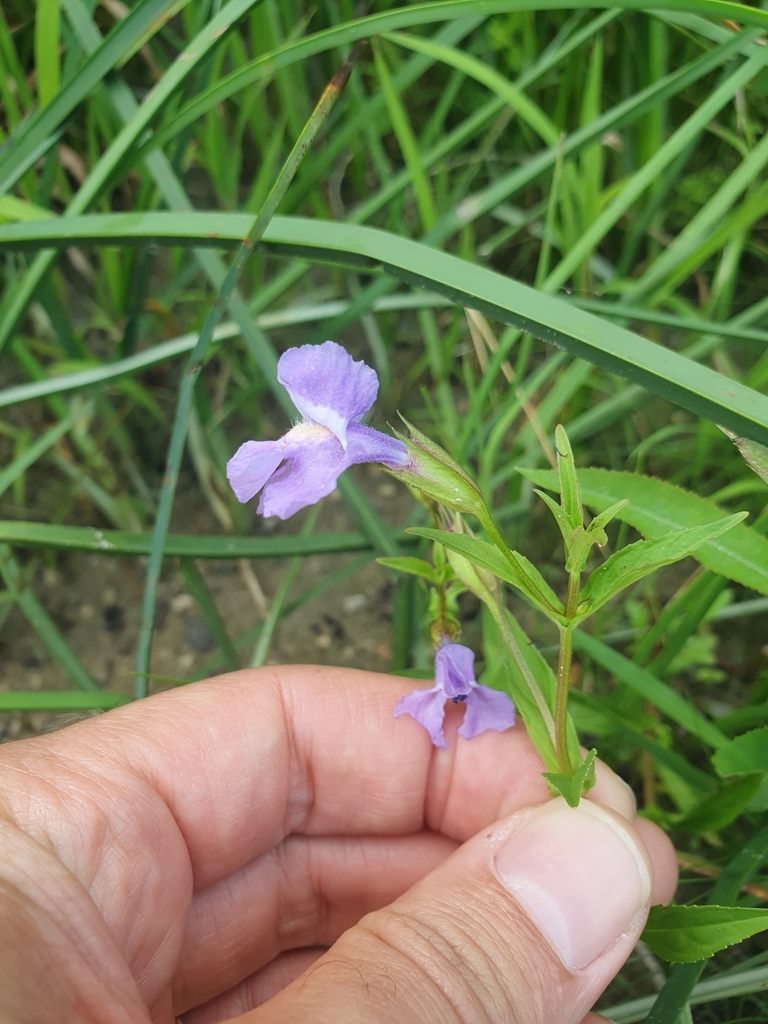 Mimulus ringens — foto 2 de 2 da observação 127370911 no iNaturalist
