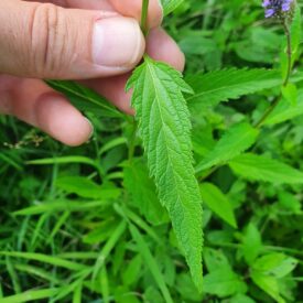 Verbena hastata — foto 2 de 3 da observação 127371243 no iNaturalist