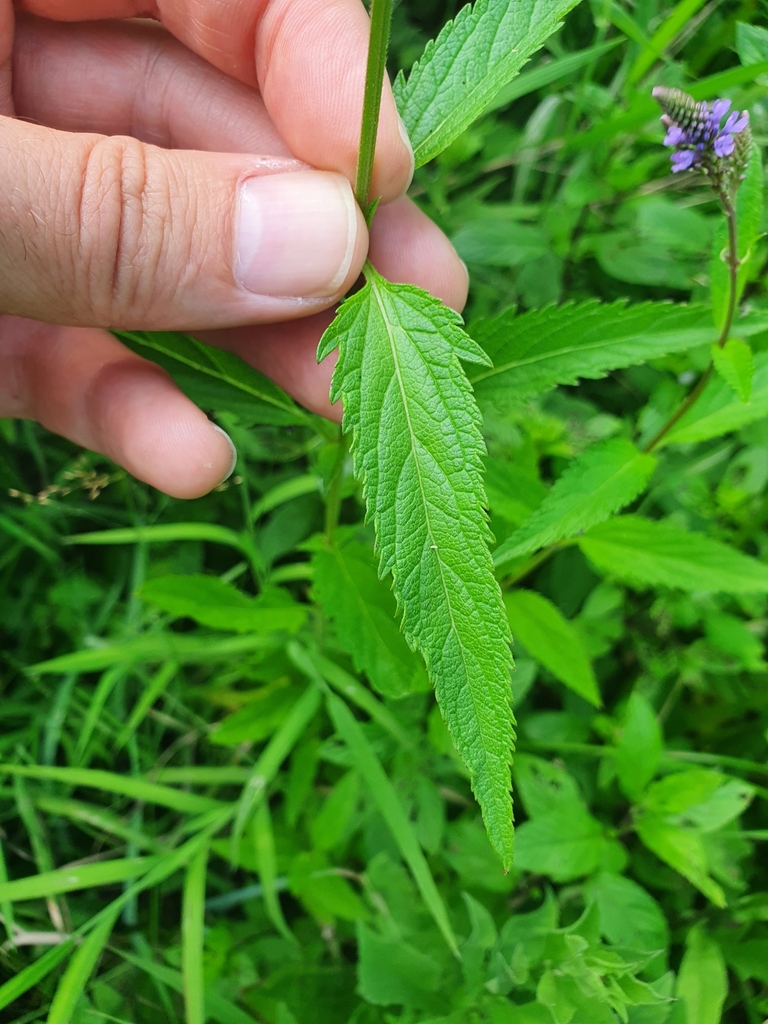 Verbena hastata — foto 2 de 3 da observação 127371243 no iNaturalist