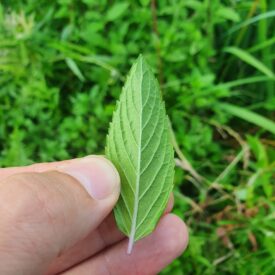 Mentha — foto 2 de 3 da observação 127440711 no iNaturalist