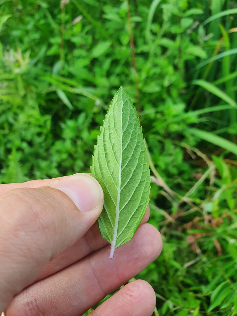 Mentha — foto 2 de 3 da observação 127440711 no iNaturalist