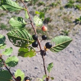 Frangula alnus — foto 2 de 2 da observação 127669385 no iNaturalist