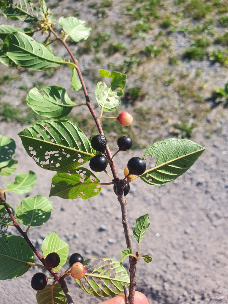 Frangula alnus — foto 2 de 2 da observação 127669385 no iNaturalist