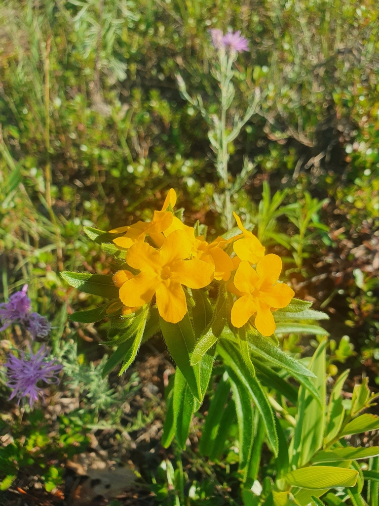 Lithospermum caroliniense — foto 2 de 2 da observação 127672941 no iNaturalist