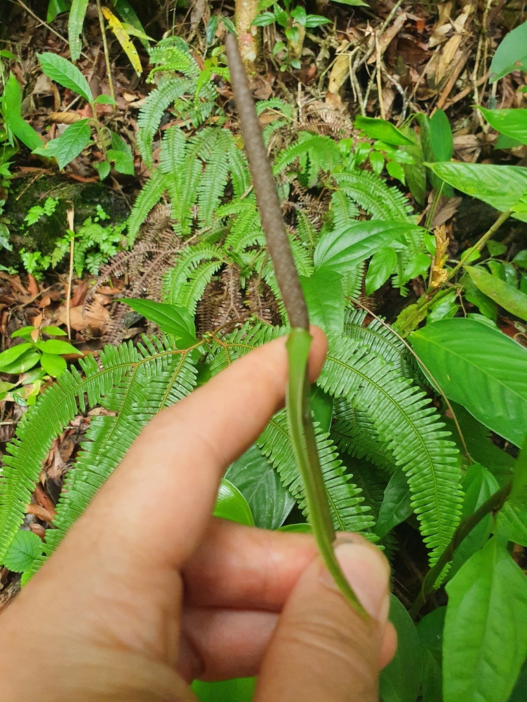 Anthurium acutum — foto 2 de 4 da observação 145455375 no iNaturalist