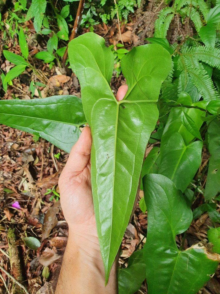 Anthurium acutum — foto 3 de 4 da observação 145455375 no iNaturalist
