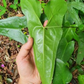 Anthurium acutum — foto 4 de 4 da observação 145455375 no iNaturalist