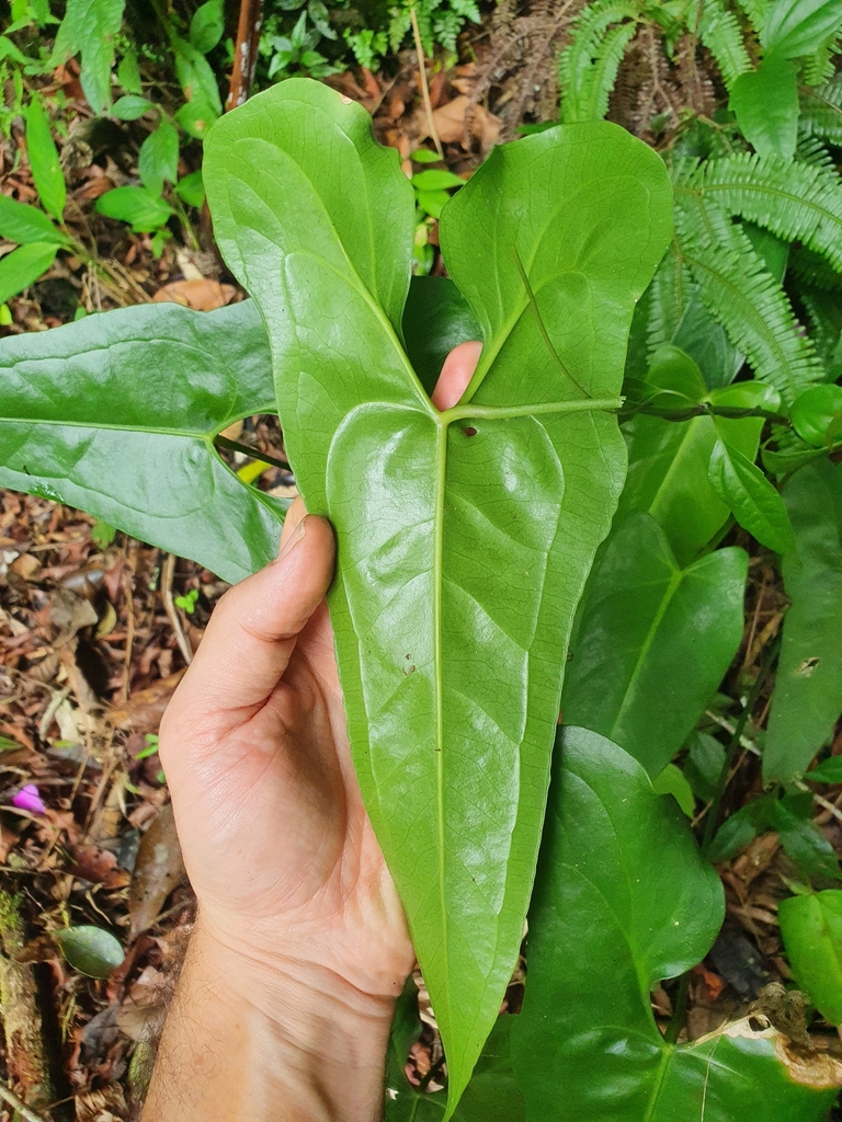 Anthurium acutum — foto 4 de 4 da observação 145455375 no iNaturalist