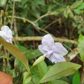 Brunfelsia — foto 2 de 4 da observação 145455466 no iNaturalist