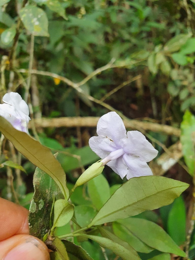 Brunfelsia — foto 2 de 4 da observação 145455466 no iNaturalist