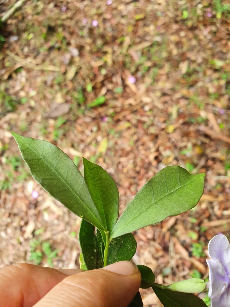 Brunfelsia — foto 3 de 4 da observação 145455466 no iNaturalist