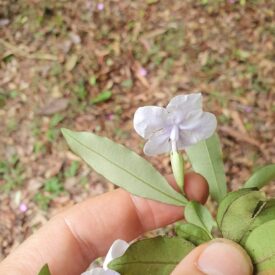 Brunfelsia — foto 4 de 4 da observação 145455466 no iNaturalist