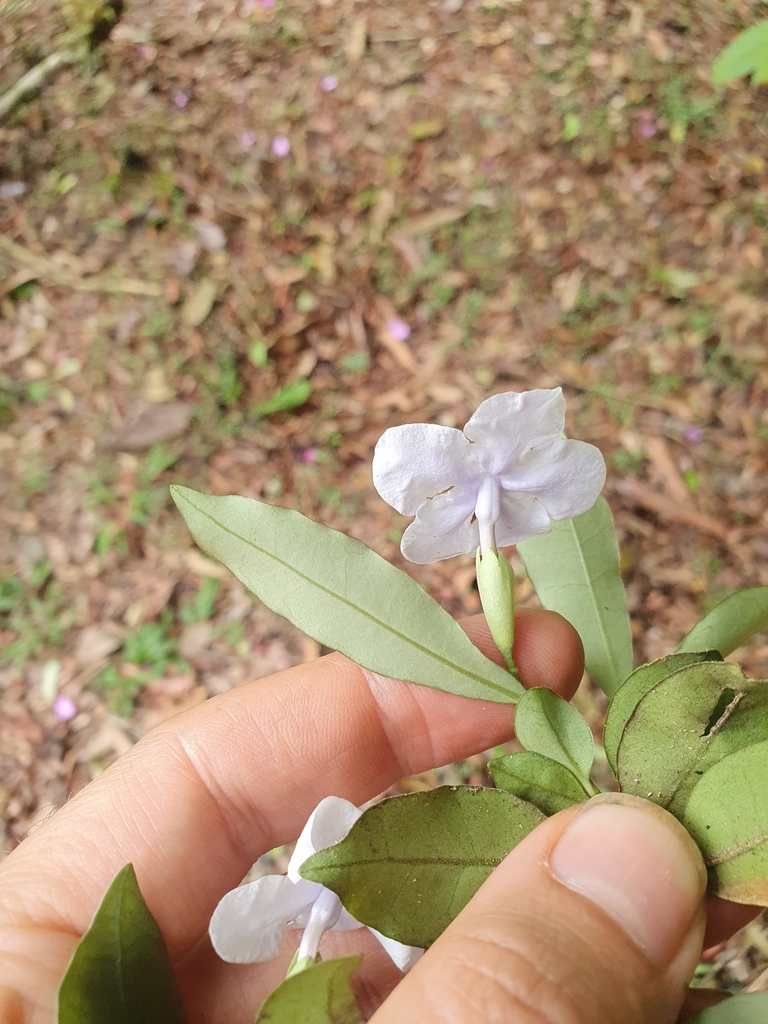 Brunfelsia — foto 4 de 4 da observação 145455466 no iNaturalist