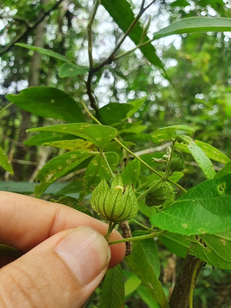 Dalechampia — foto 5 de 6 da observação 145456802 no iNaturalist
