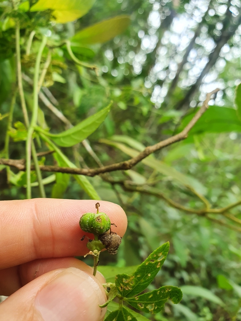 Dalechampia — foto 6 de 6 da observação 145456802 no iNaturalist