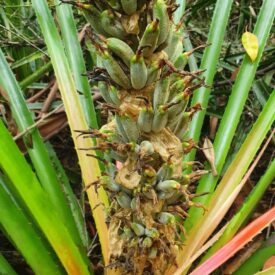 Bromelia antiacantha — foto 2 de 2 da observação 145457560 no iNaturalist