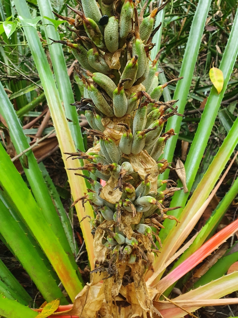 Bromelia antiacantha — foto 2 de 2 da observação 145457560 no iNaturalist
