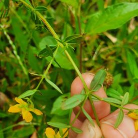 Hypericum — foto 2 de 5 da observação 145457614 no iNaturalist