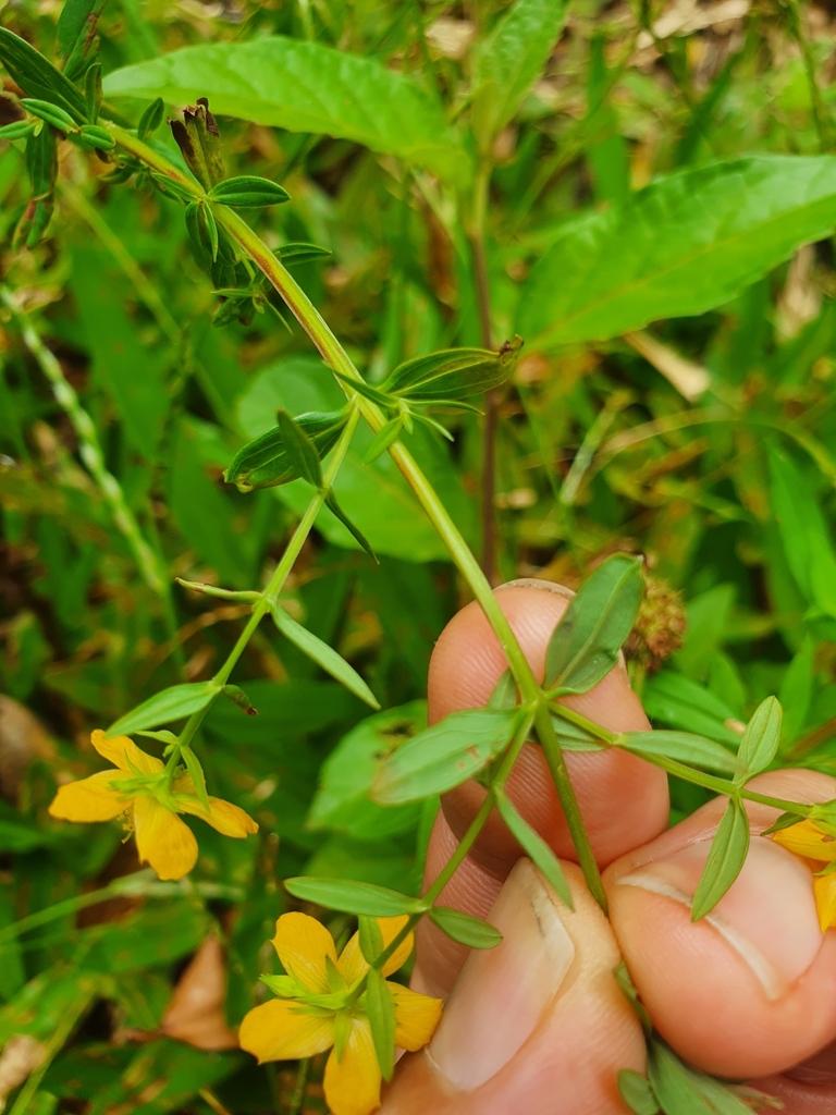 Hypericum — foto 2 de 5 da observação 145457614 no iNaturalist