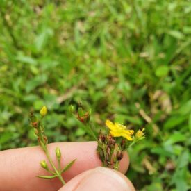 Hypericum — foto 4 de 5 da observação 145457614 no iNaturalist