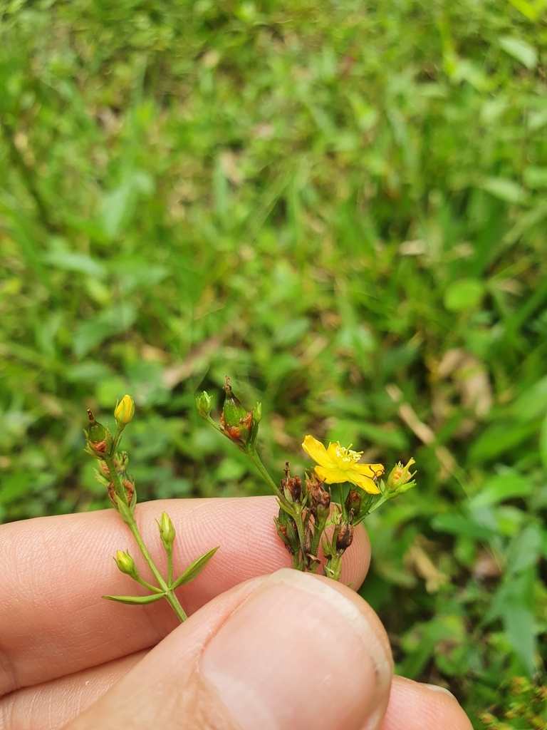 Hypericum — foto 4 de 5 da observação 145457614 no iNaturalist