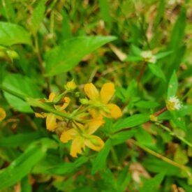 Hypericum — foto 5 de 5 da observação 145457614 no iNaturalist