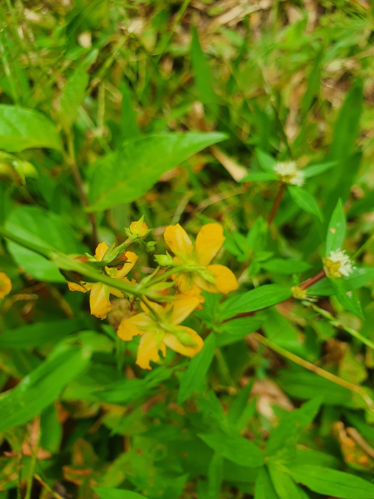 Hypericum — foto 5 de 5 da observação 145457614 no iNaturalist